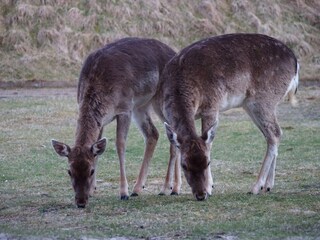 Vakantiehuis Fanø Bad  43