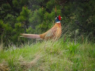 Vakantiehuis Fanø Bad  44