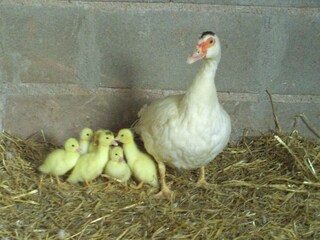 Parque de vacaciones Sant Salvador de Guardiola  26
