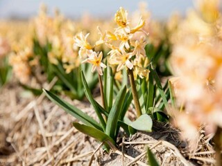 Vakantiepark Julianadorp Omgeving 26