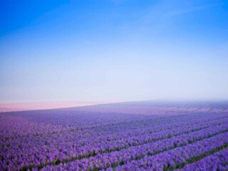 Ferienpark Julianadorp Umgebung 27