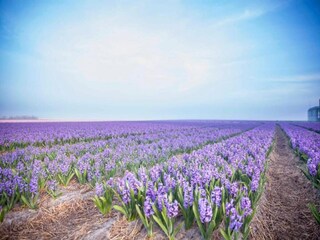 Holiday park Julianadorp Environment 19