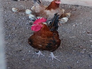 Parque de vacaciones Sant Salvador de Guardiola  37