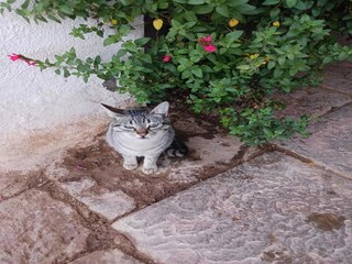 Vakantiepark Sant Salvador de Guardiola  37