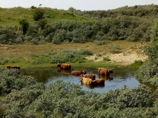 Parc de vacances Wijk aan Zee Environnement 28