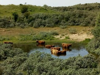 Ferienpark Wijk aan Zee Umgebung 21