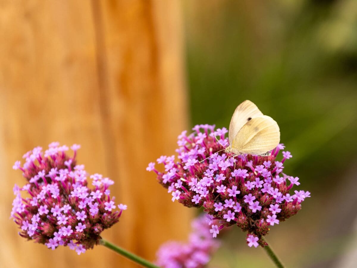 Parc de vacances Dishoek  1