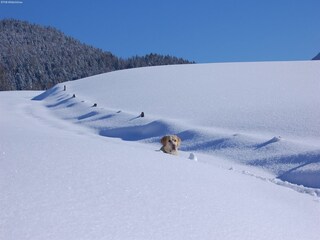 Appartement Auffach Omgeving 28