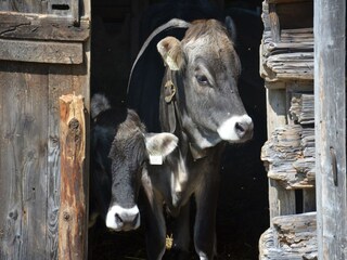 Appartement Auffach Environnement 44