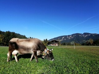 Appartement Auffach Environnement 47