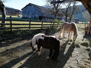 Appartement Auffach Environnement 30