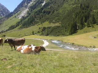 Appartamento per vacanze Zell am Ziller Registrazione all'aperto 6