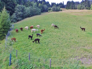 Apartment Westendorf Outdoor Recording 10
