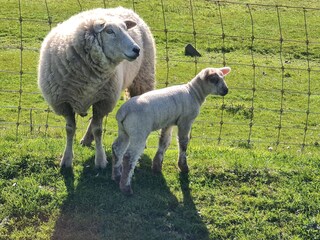 Casa per le vacanze Carolinensiel Ambiente 30