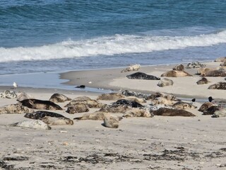 Casa per le vacanze Carolinensiel Ambiente 34