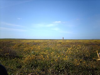 Sonnenblumenfelder vor El Palmar