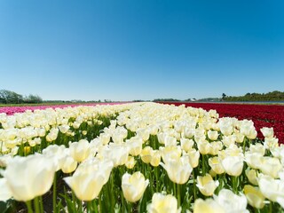 Vakantiehuis Schoorl Omgeving 25