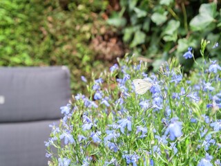 Apartment Bergen (Holland) Outdoor Recording 3