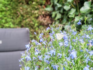 Apartment Bergen (Holland) Outdoor Recording 4