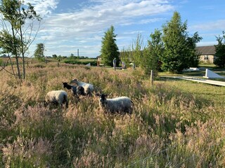 Vakantiepark Rønne  11