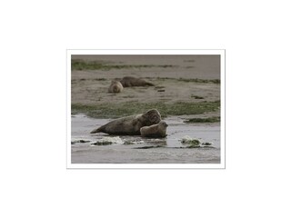 Type de propriété : Ferme Witmarsum Environnement 30