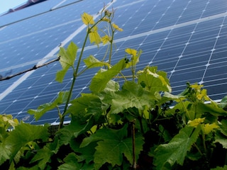 Bauernhof Witmarsum  28