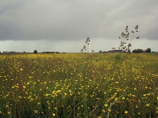 Type de propriété : Ferme Witmarsum Environnement 25