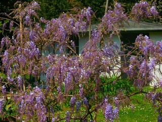 Chalet Ameglia  34