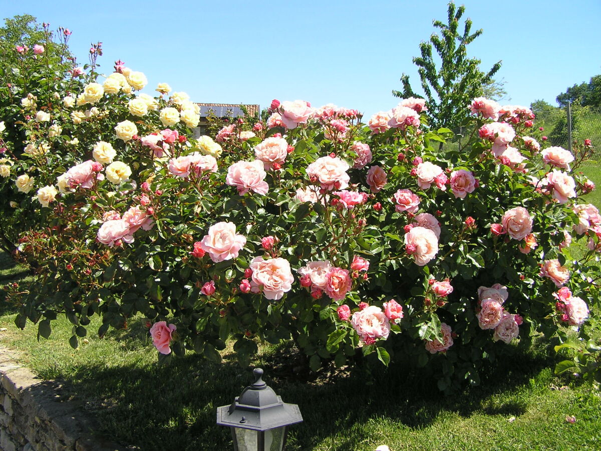 Rosen im Garten