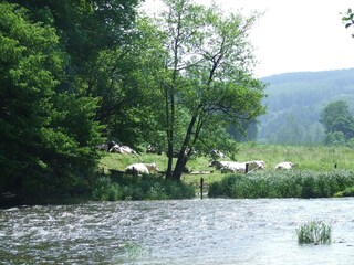 Chalet Manhay Environnement 23