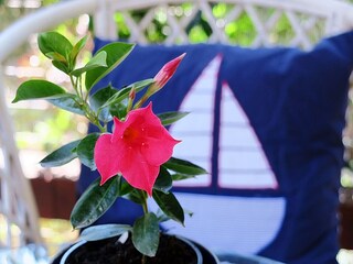 Appartement Prožura  9