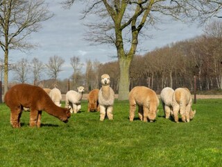 Vakantiepark Uden Omgeving 29