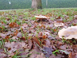 Parc de vacances Arcen Environnement 32