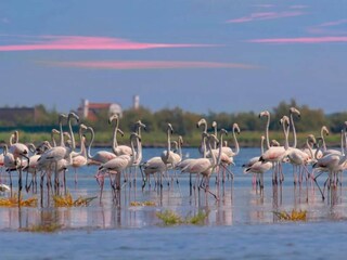 Casa per le vacanze Albarella Ambiente 22