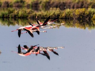 Appartamento Albarella Ambiente 22
