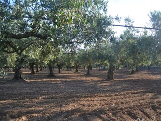 Casa de vacaciones Sciacca Entorno 34