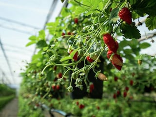 Ferienhaus Sciacca  39