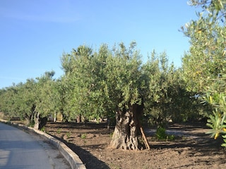 Maison de vacances Sciacca Environnement 31
