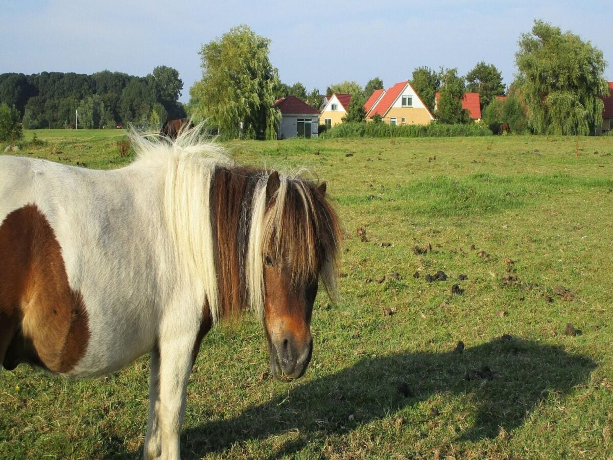 Ferienpark Andijk  18