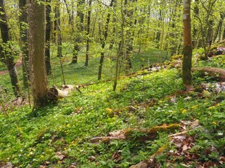 Ferienhaus Malmö  14