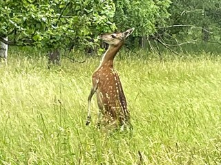 Ferienhaus Sankt Anna  10