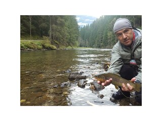 Alberto Bachforelle Revier Aichernegg