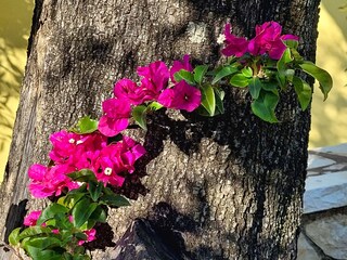 Bougainvillea