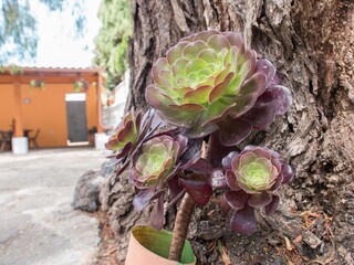 Casa per le vacanze Tegueste Ambiente 21