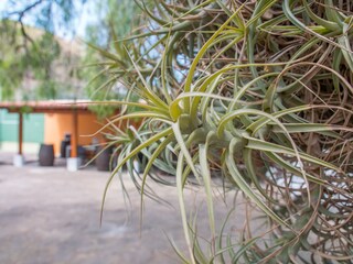 Casa per le vacanze Tegueste Ambiente 20