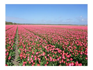 Appartamento per vacanze Julianadorp Ambiente 21