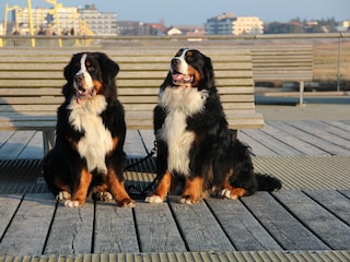 Seebrücke zum Strand mit Hunden