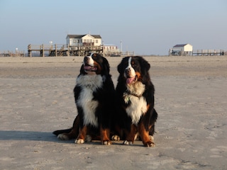 Weitläufiger Strand - auch für Vierbeiner