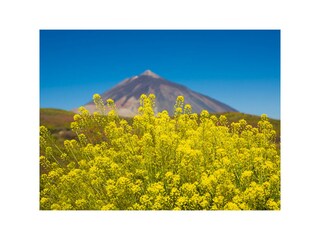 Teide im Blumenkleid