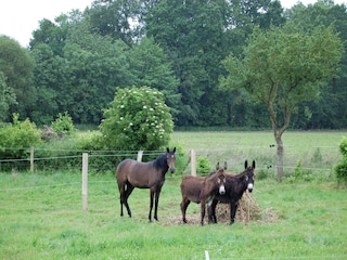 Vakantiehuisje Baguer-Morvan  39